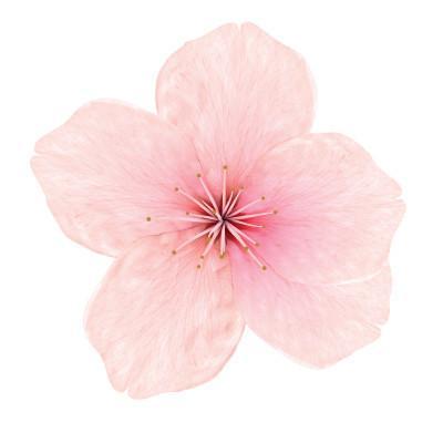 Cherry Blossom ( eliquid | ejuice )