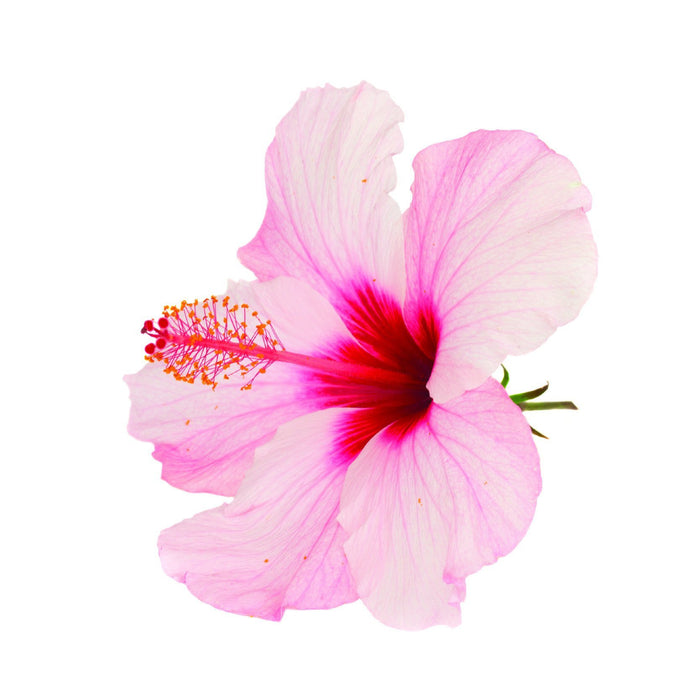 Hibiscus ( eliquid | ejuice )