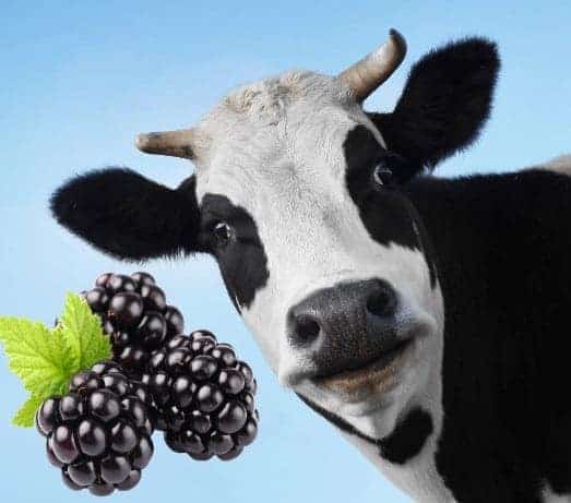 Black Moo - 30ml Flavour Concentrate